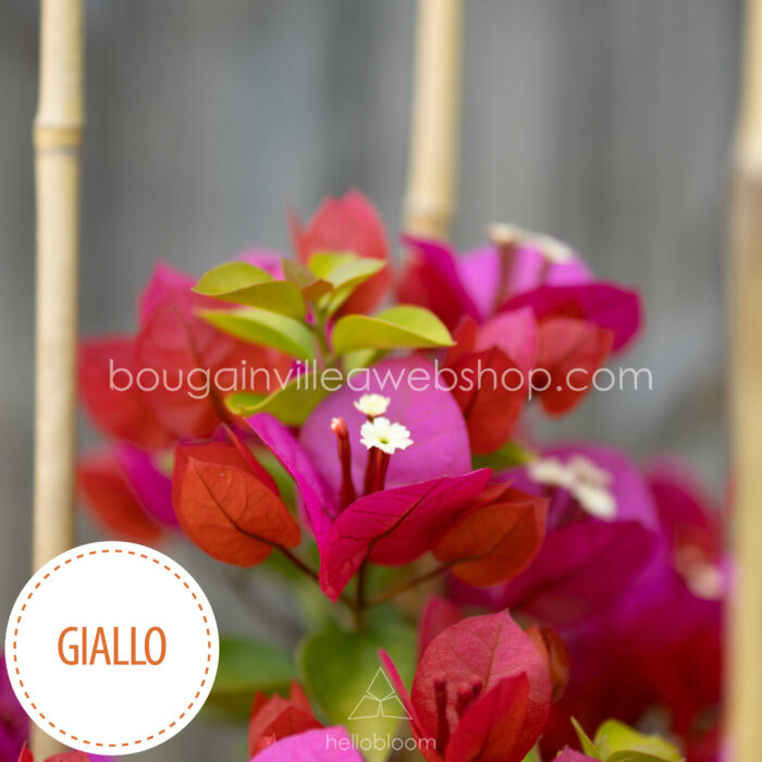 trópusi mediterrán dísznövény a kertben folyton virágzó pink rózsaszín virágú Giallo bougainvillea dísznövény