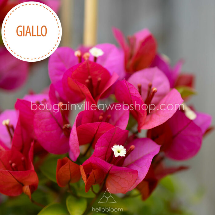 Giallo bougainvillea magyarországi bougainvillea kézműves kertészet online webshop