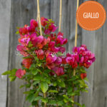 Magyarország mediterrán trópusi egzotikus növény eladó kerti futó pink dísznövény Giallo bougainvillea webshop