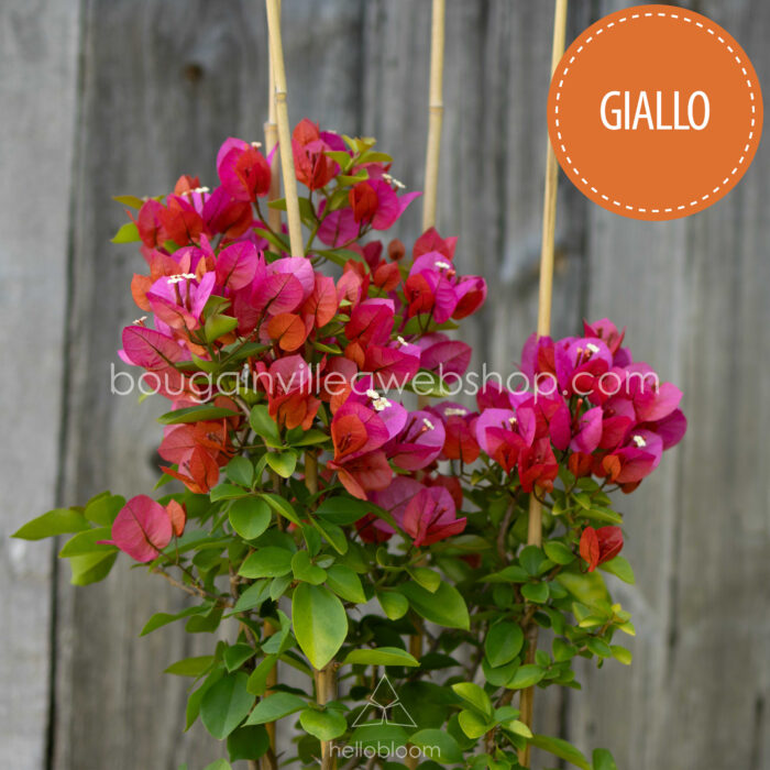 Magyarország mediterrán trópusi egzotikus növény eladó kerti futó pink dísznövény Giallo bougainvillea webshop