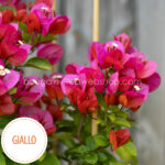 Giallo bougainvillea murvafürt kert trópusi ritka folyton virágzó dísznövény