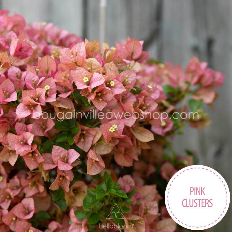 Pink Clusters bougainvillea mediterrán kerti dísznövény eladó magyarország webshop