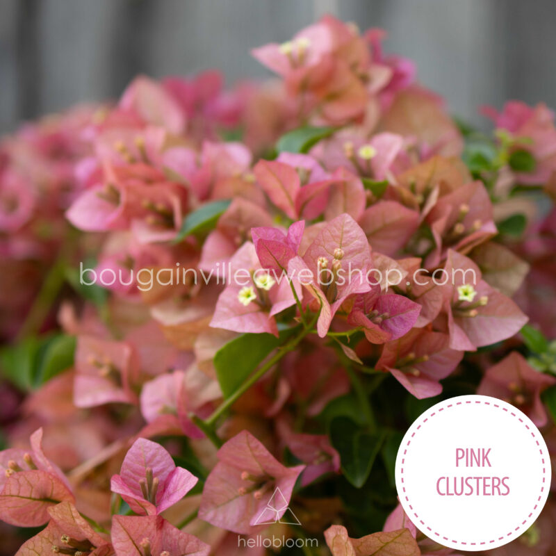 mediterrán kültéri dísznövény dézsában Magyarország Pink Clusters bougainvillea
