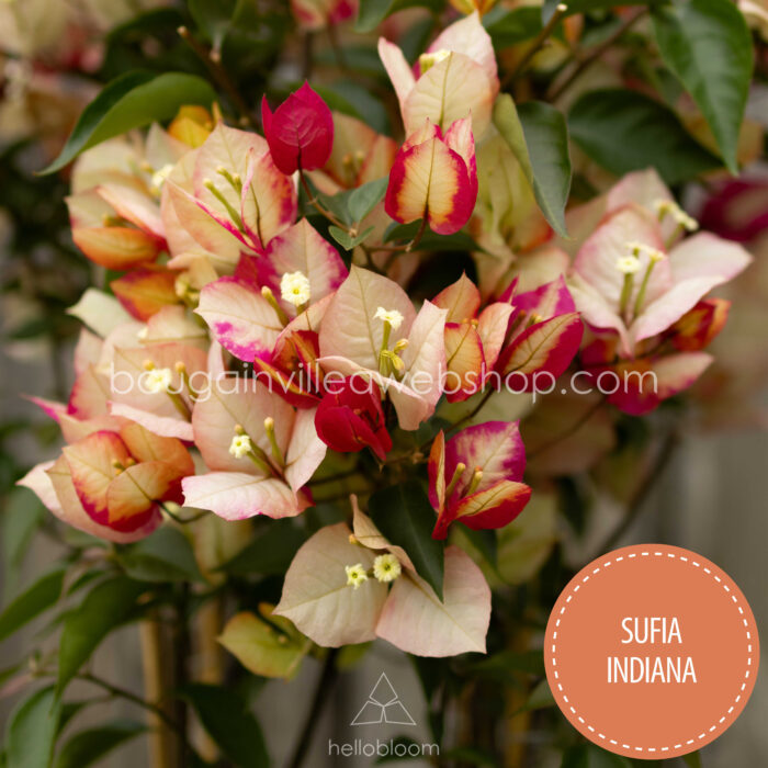 online webshop bougainvillea rendelés Magyarország Sufia Indiana murvafürt