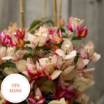 Sufia Indina bougainvillea gazdagon virágzó dísznövény mediterrán növénypiac