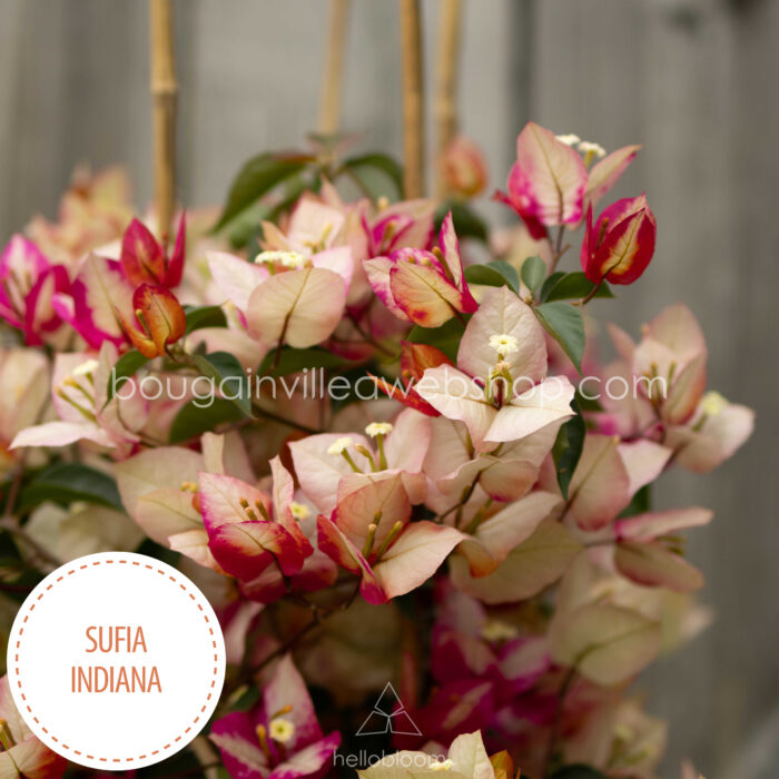 Sufia Indina bougainvillea gazdagon virágzó dísznövény mediterrán növénypiac