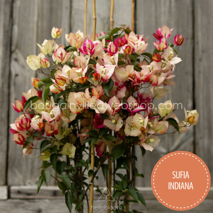 lila bézs sokat virágzó trópusi egzotikus dísznövény Sufia Indiana bougainvillea