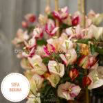 Magyarország bougainvillea webshop mediterrán növénypiac Sufia Indiana bougainvillea