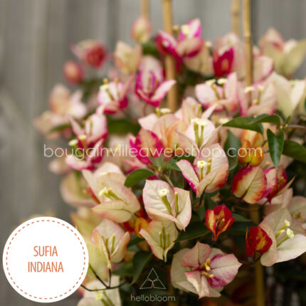 Magyarország bougainvillea webshop mediterrán növénypiac Sufia Indiana bougainvillea