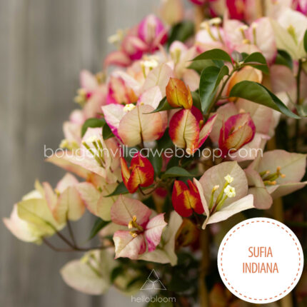 Sufia Indiana bougainvillea lila bézs murvafürt dísznövény online webshop