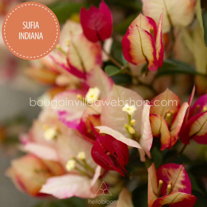 Magyarország mediterrán trópusi egzotikus növény eladó kerti futó lila bordó dísznövény Sufia Indiana bougainvillea webshop