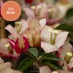 Sufia Indiana bougainvillea, Sufia Indiana murvafürt, mediterrán dísznövény