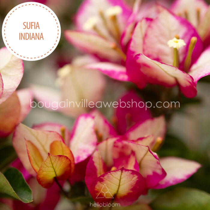 bougainvillea webshop Magyarország Sufia Indiana bougainvillea mediterrán dísznövény