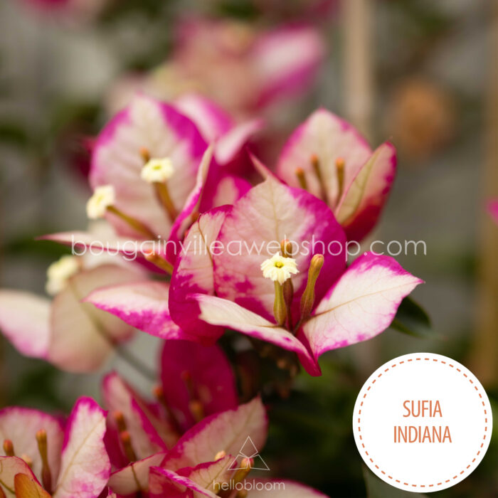 Sufia Indiana bougainvillea kerti sokat virágzó dísznövény webshop eladó