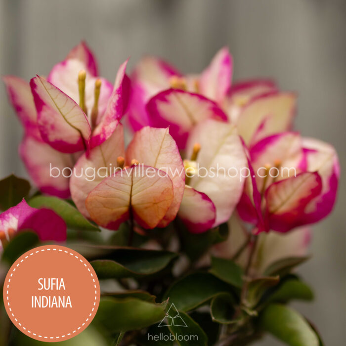 kerti virágzó cserje Magyarország Sufia Indiana bougainvillea