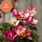egzotikus gazdagon virágzó, mediterrán dísznövény Magyarországon Sufia Indiana bougainvillea, exotic, richly flowering, Mediterranean ornamental in Europe